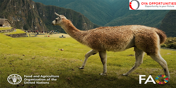 United Nations FAO International Year of Camelids Photo Contest 2024